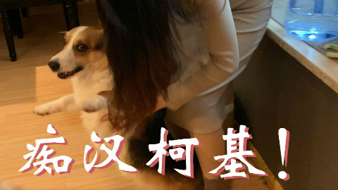 长安一条柴:太过丢人!这只痴汉柯基竟把柴犬吓出了翔!